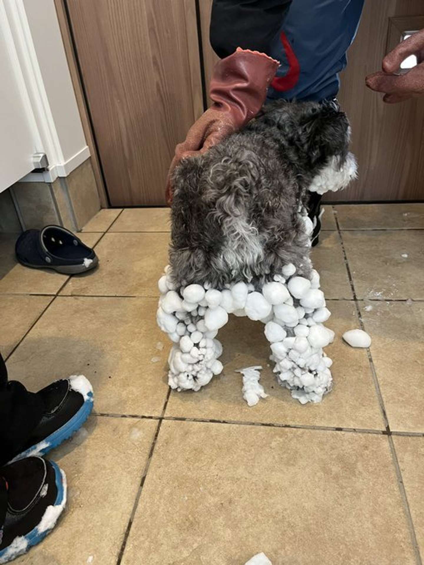 ちょうど20センチくらい？（＠kuu_chan_0109さんの投稿より）