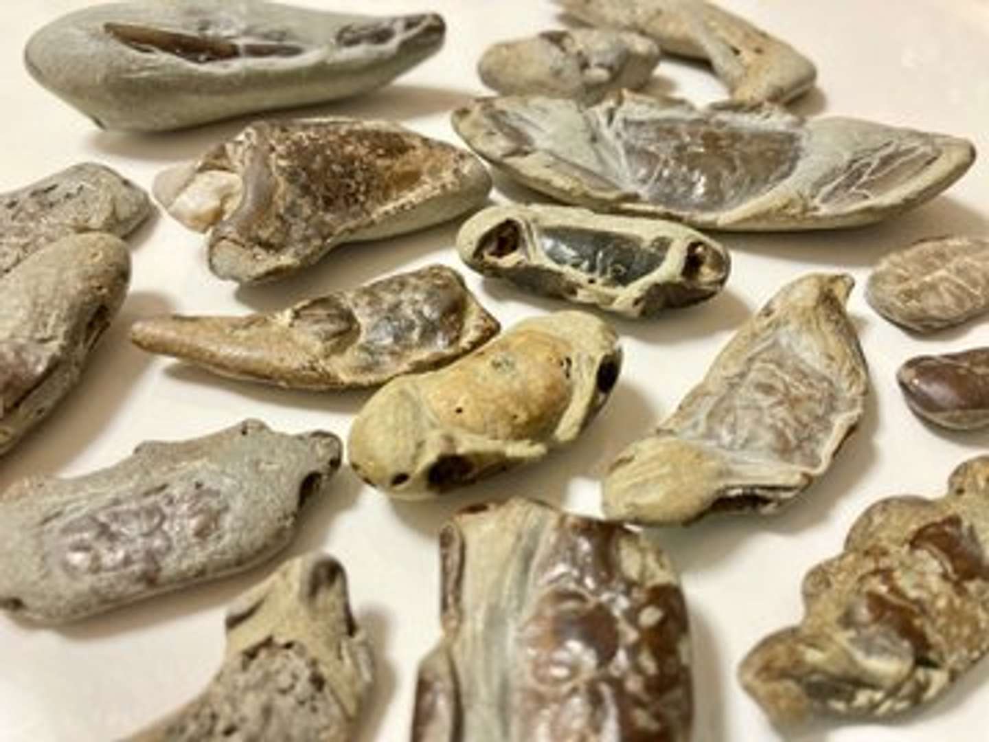 石ころから出てきたカニたち　Takeshi（＠angustidens）さんの投稿より