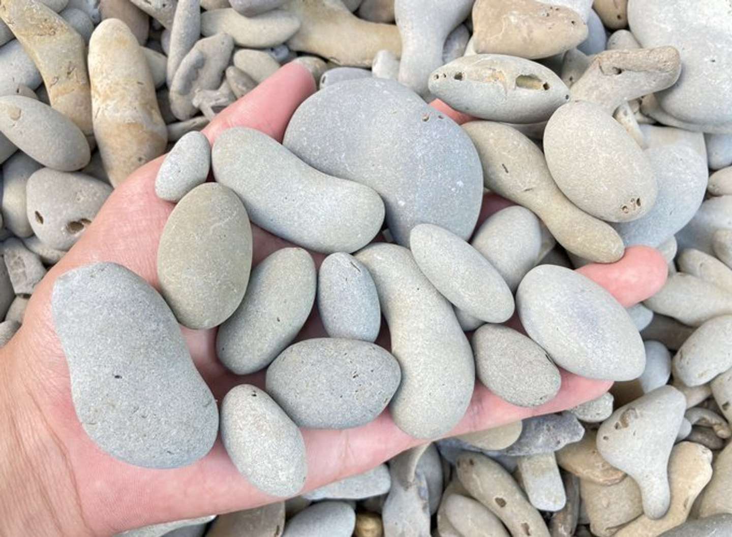 背景含め、すべての石ころにカニが入っているという　Takeshi（＠angustidens）さんの投稿より