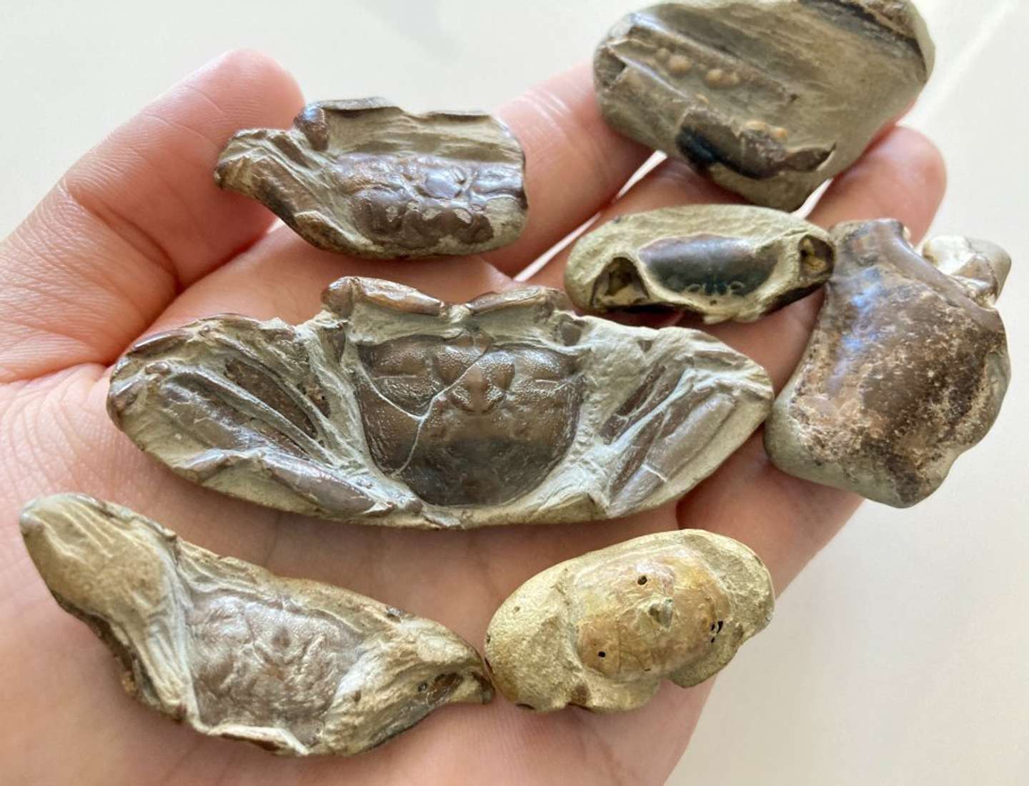 カニ、登場　Takeshi（＠angustidens）さんの投稿より