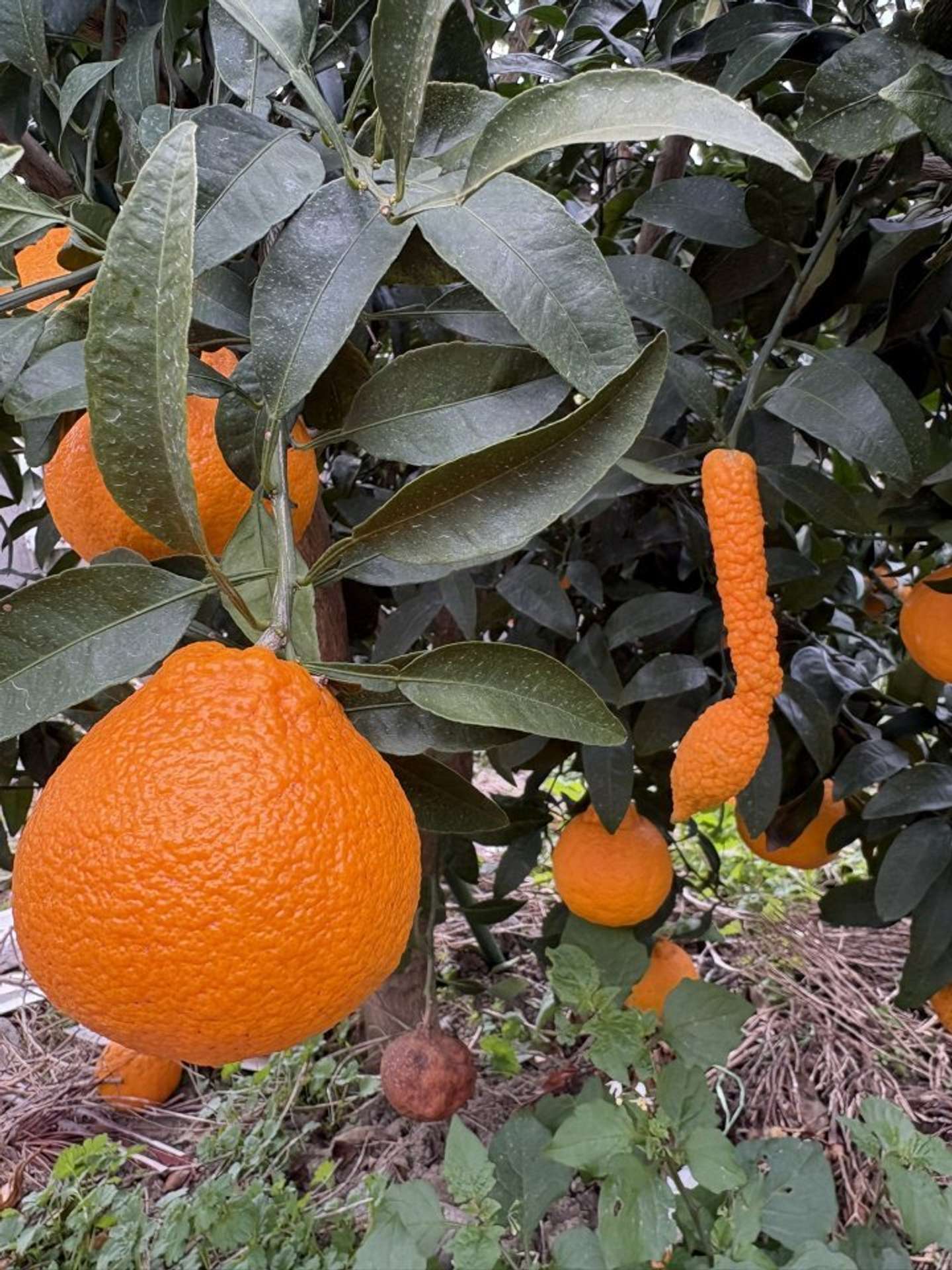 不知火を収穫中に発見（画像はOrangeeeen＠Orangeeeen2さんの投稿より）