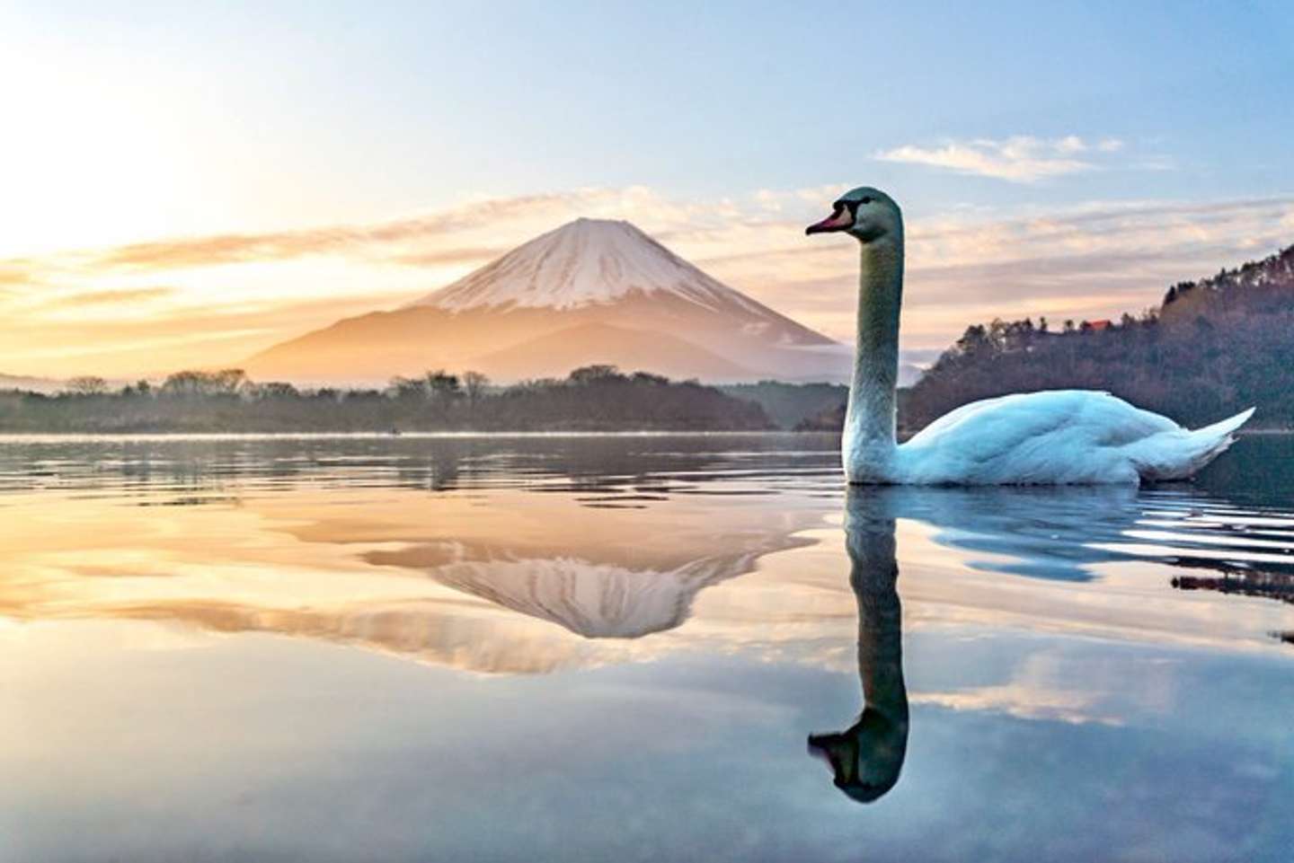 富士より高い白鳥さんも激写　狐仙人乃弟子 トコノ オルタ（＠ttt_zegu952）さんの投稿より