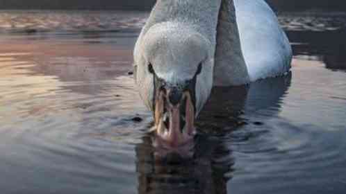 富士山×白鳥を撮影しようと思ったら　→意外すぎる〝展開〟に7.1万人爆笑