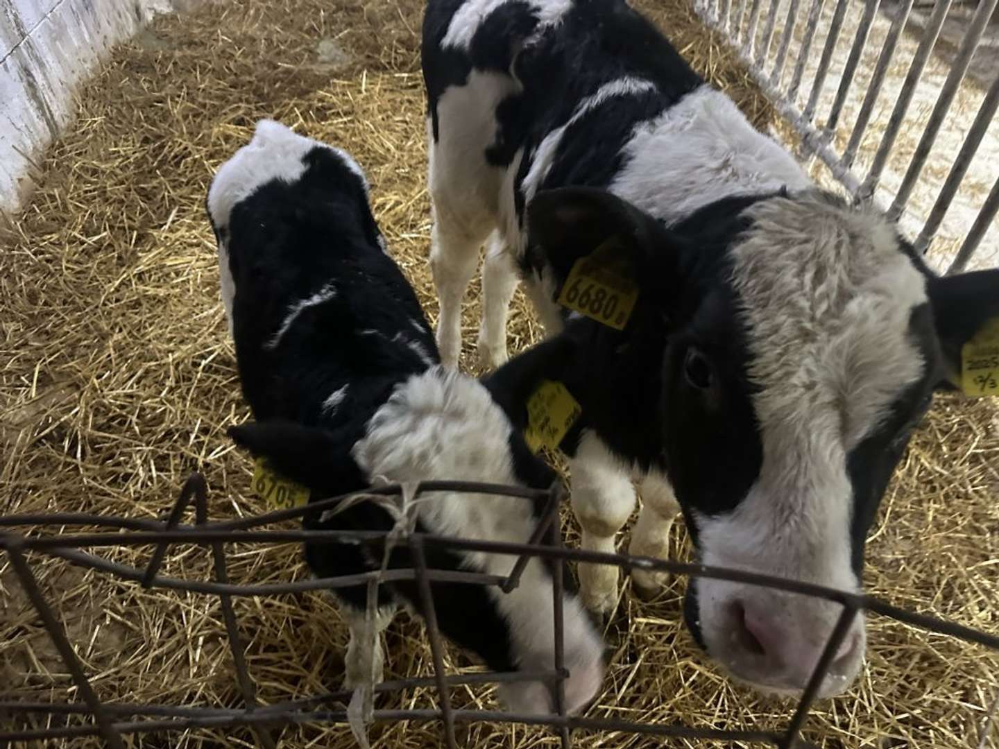 その後、おちびさんと同室になった画伯　もみのき（＠mominoki_farm）さんの投稿より