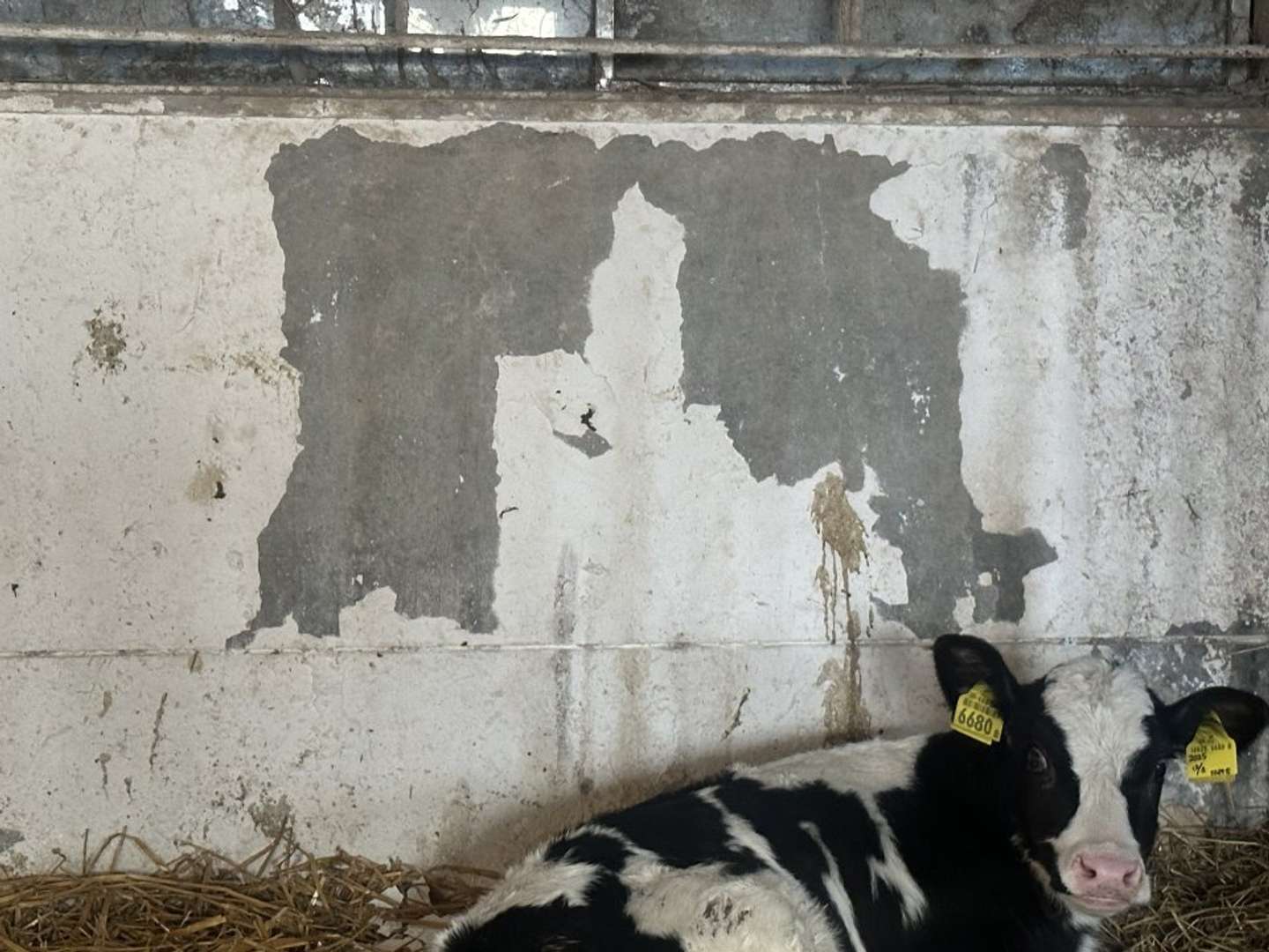 画伯、自慢げ？　もみのき（＠mominoki_farm）さんの投稿より