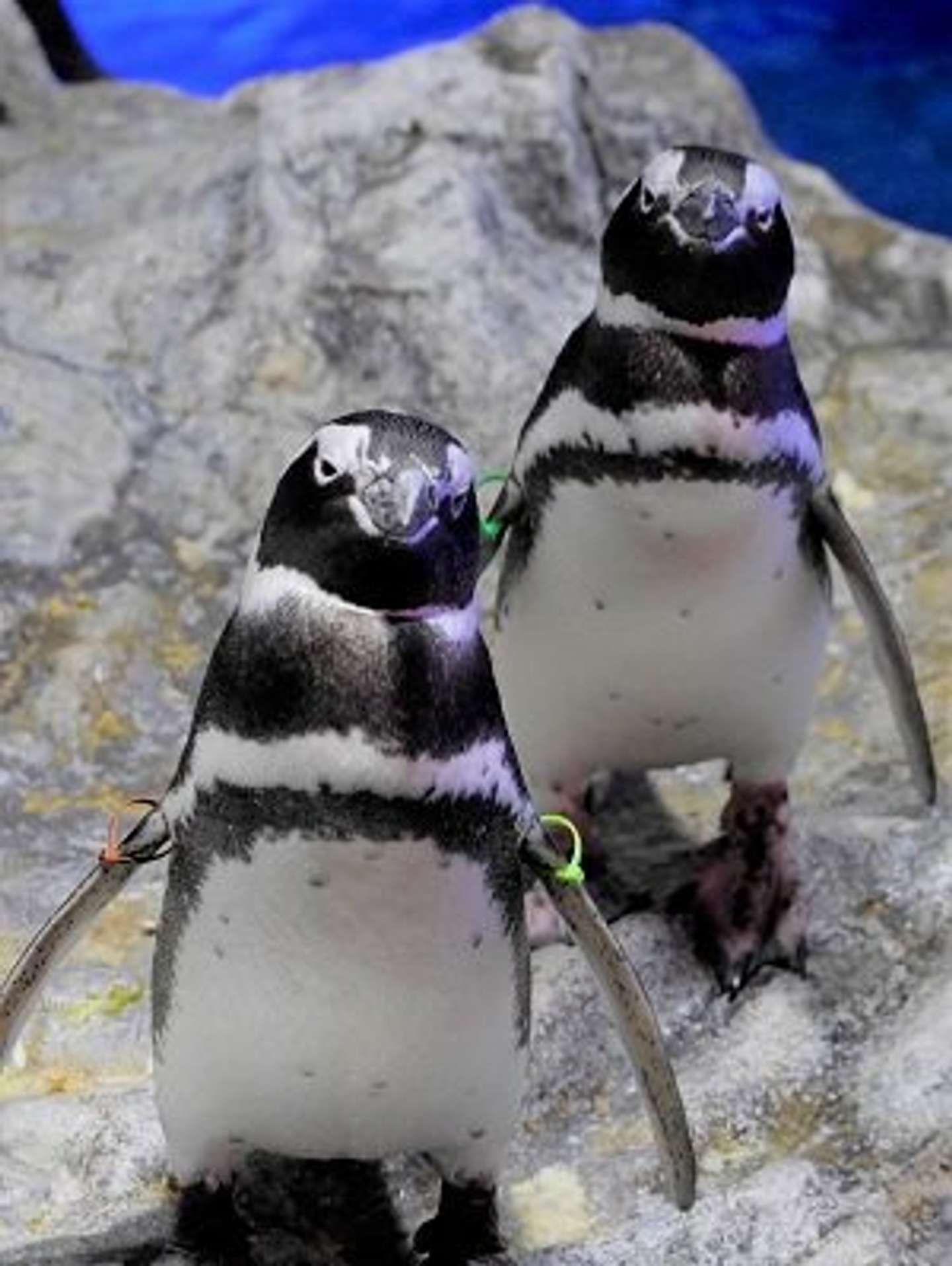 夫婦となった「ヨモギ」（右）と「ちょうちん」（左）（画像はすみだ水族館公式サイトより）