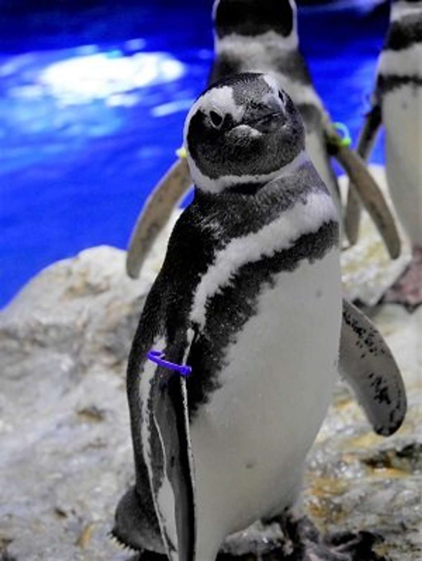 一番のモテ女「フジ」。一時は6羽のオスとアヤシイ関係に！？（画像はすみだ水族館公式サイトより）