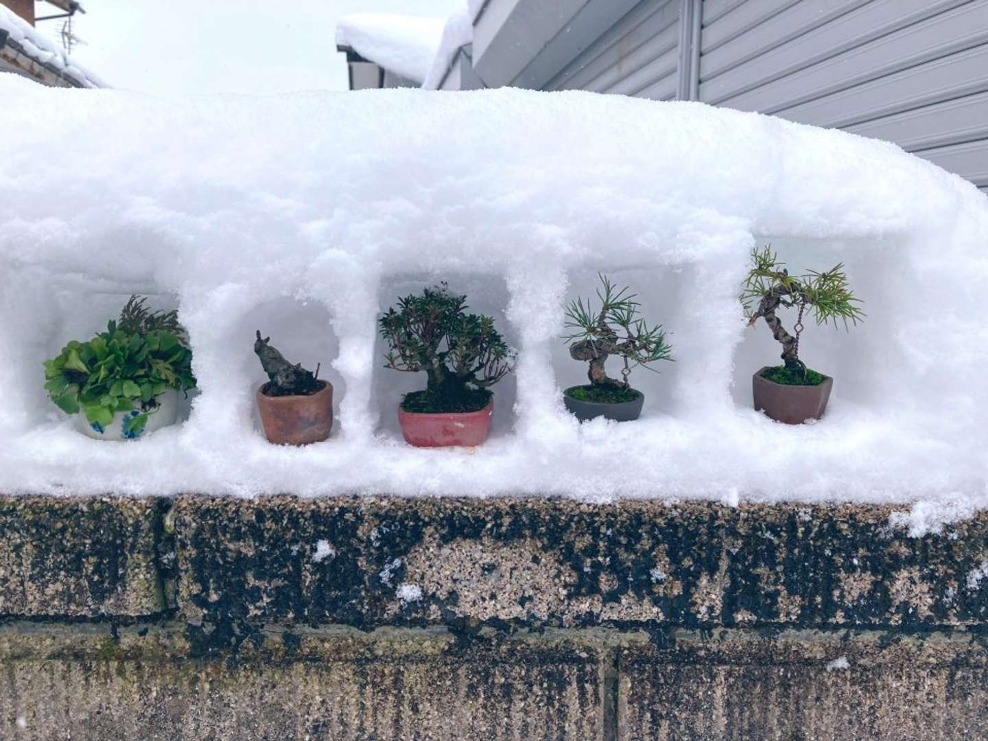 このフォルムは...（画像は鶴岡小品盆栽会＠TsuruokaBonsaiの投稿より）