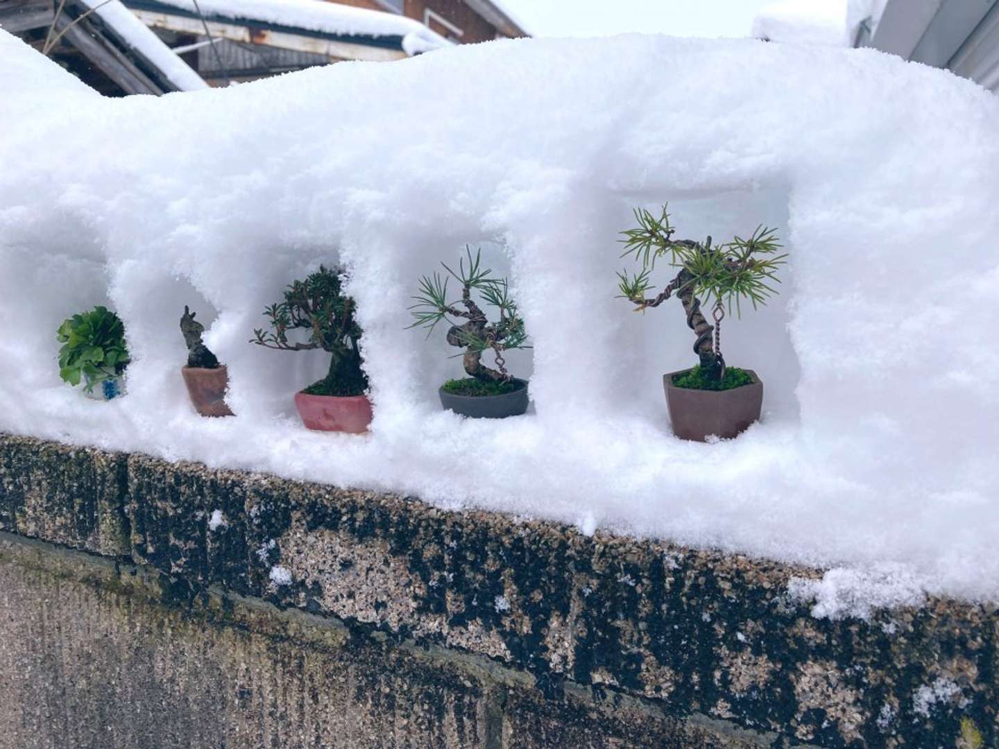 自宅のブロック塀で開催（画像は鶴岡小品盆栽会＠TsuruokaBonsaiの投稿より）