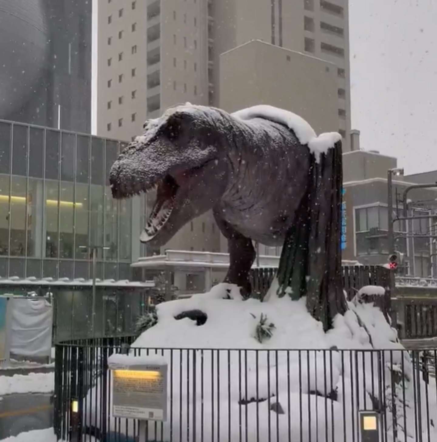 これぞ福井ならでは（爆戦＠62gata_Bakusenさんの投稿の映像よりキャプチャ）