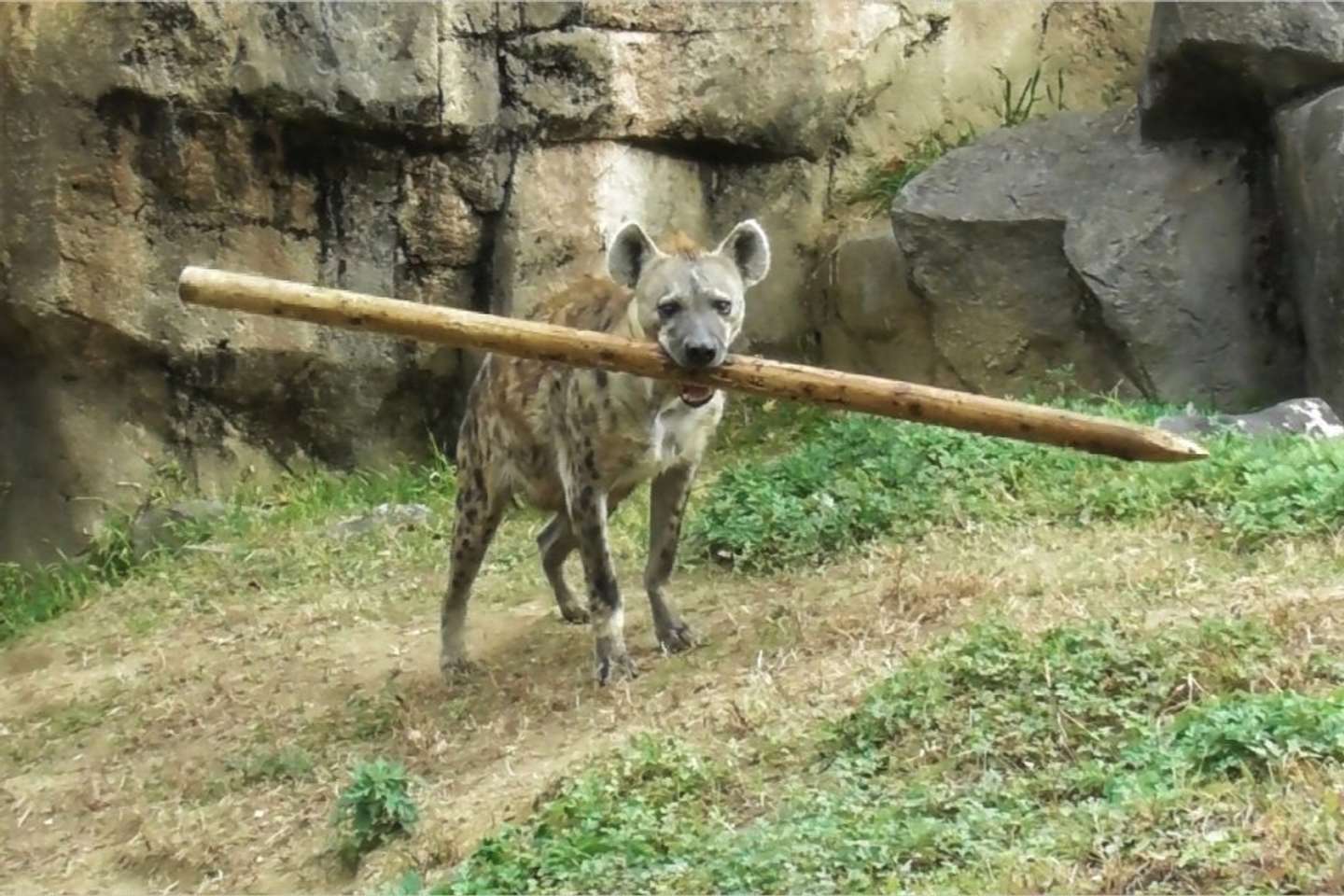 かっこいい棒だね（画像はmaru＠maru2022さんの投稿より）