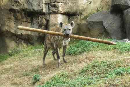 「どっから抜いてきたｗ」「よく見るとドヤ顔」　あまりにも〝ワンコ〟なハイエナに1.6万人破顔