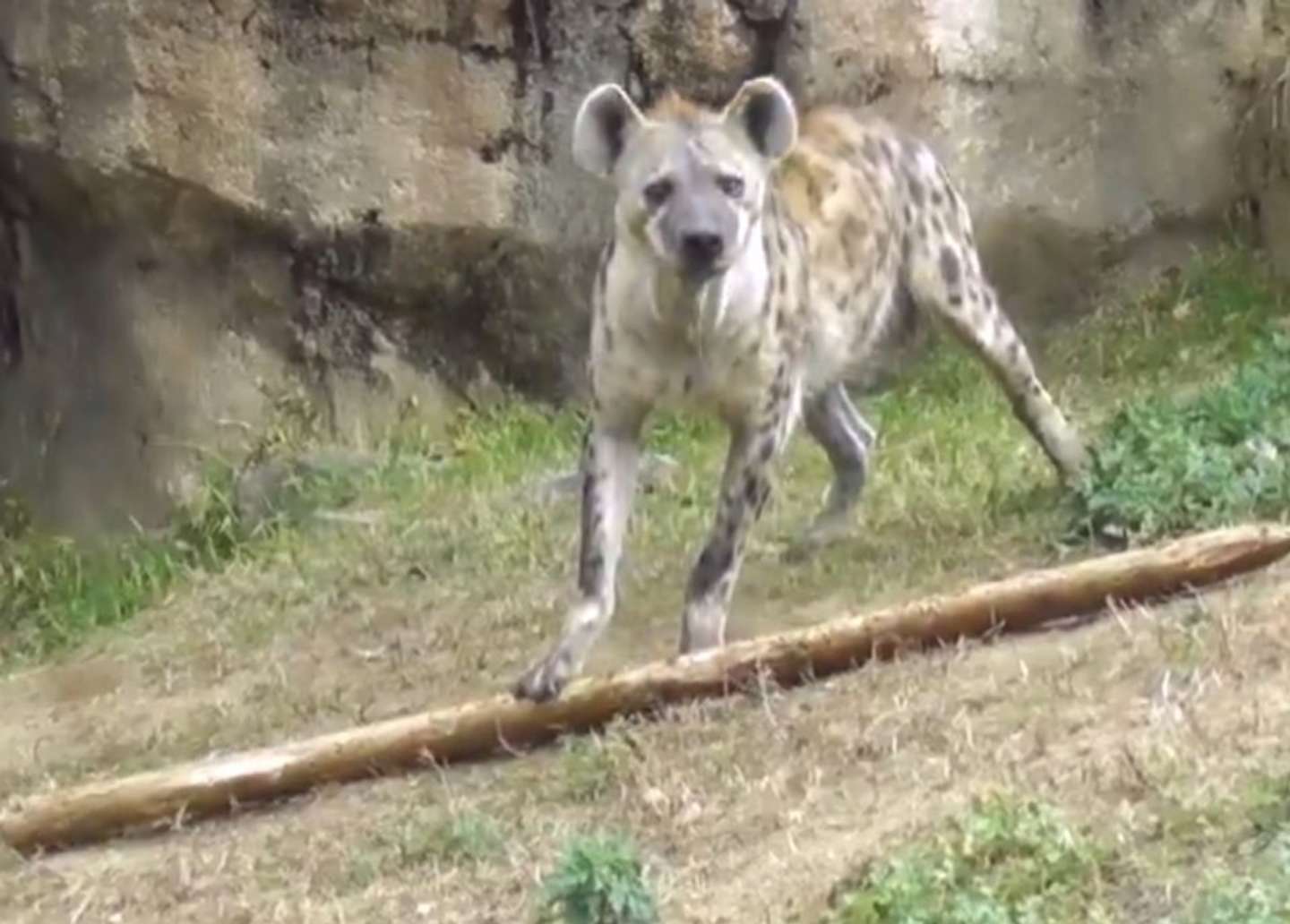 棒を地面に置くハイエナさん（画像は𝑚𝑎𝑟𝑢＠maru2022さんの投稿より、編集部でスクリーンショット）