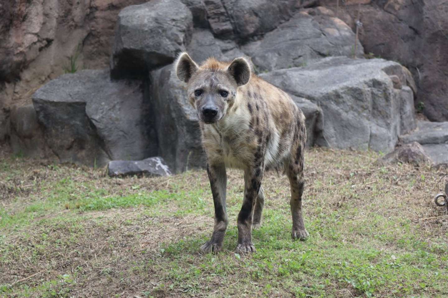 ブチハイエナの「レイ」（画像提供：天王寺動物園）