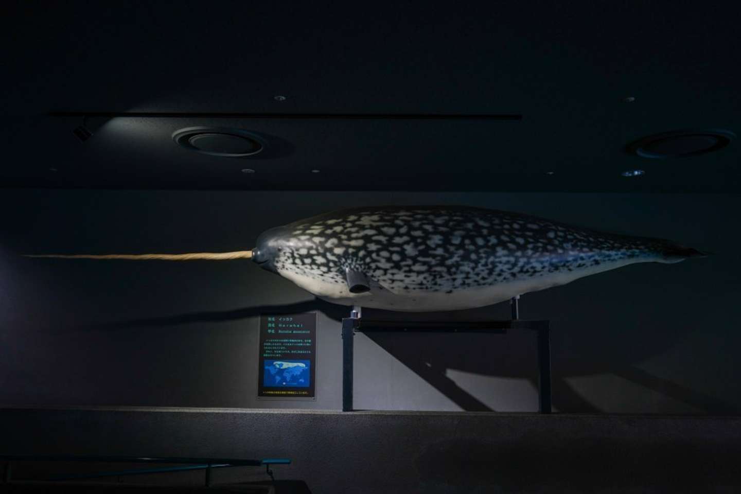 模型ではなくはく製です（画像はさかま大洋＠Tricorcasun1353さんの投稿より、再掲）