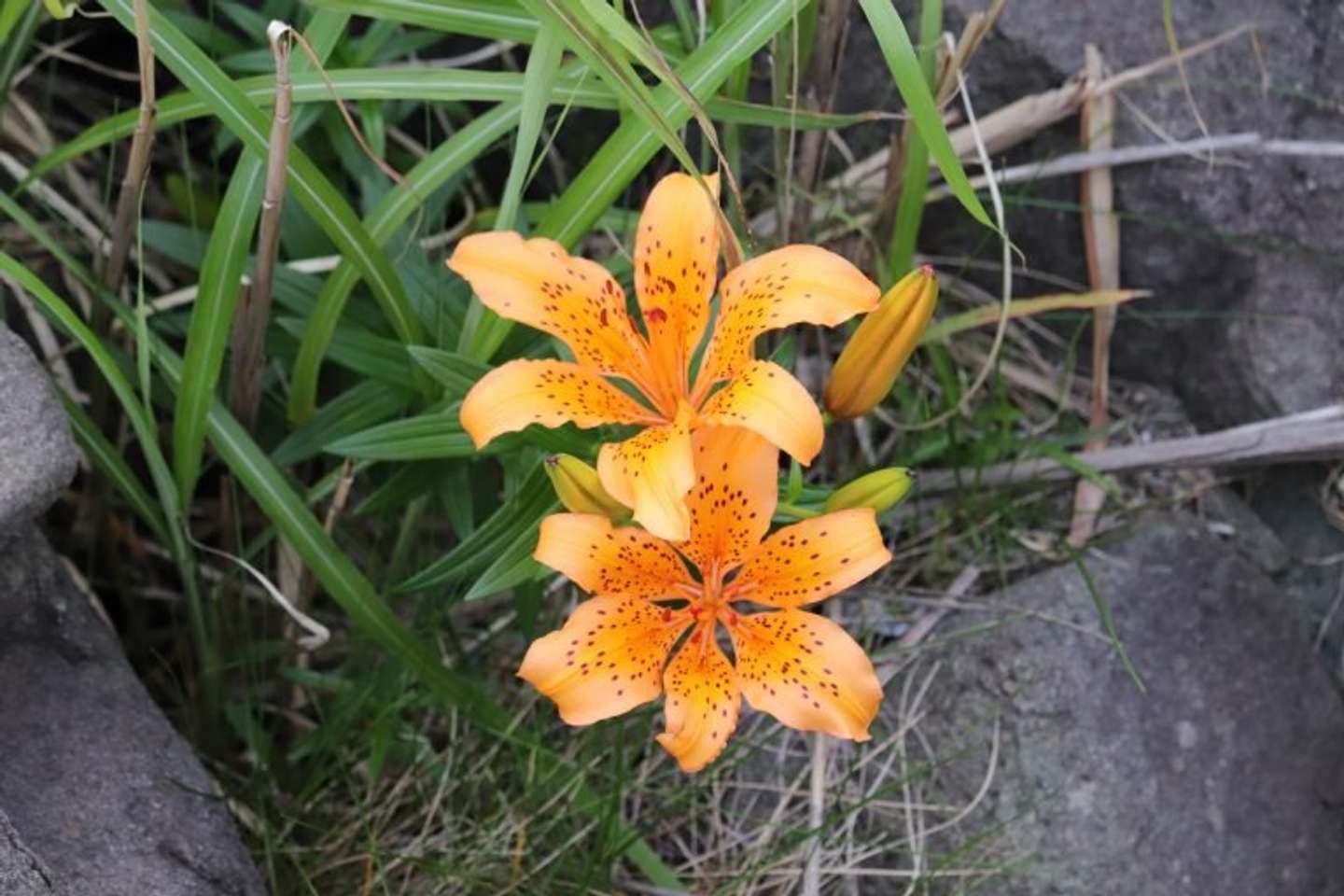 初夏に島を彩る「岩ユリ」（画像は粟島浦村公式サイトより）