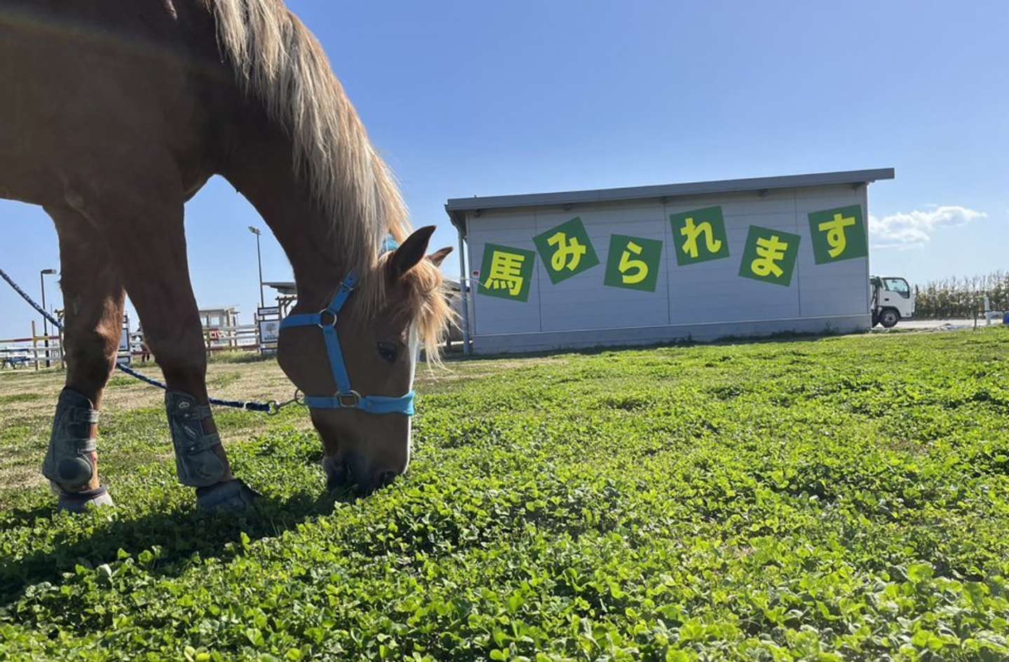 のびのびした姿は見ているだけで「癒」（画像はせんだい海浜エリアナビ ぐるっと、海手HPより）