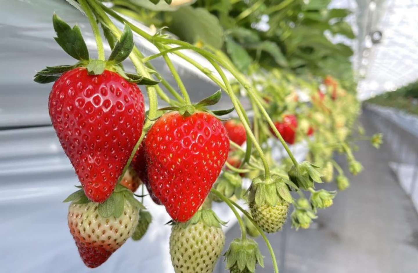 宮城県オリジナル品種「にこにこベリー」も（画像はせんだい海浜エリアナビ ぐるっと、海手HPより）