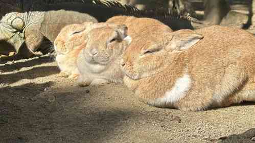 画像は長崎バイオパーク公式Xアカウントより