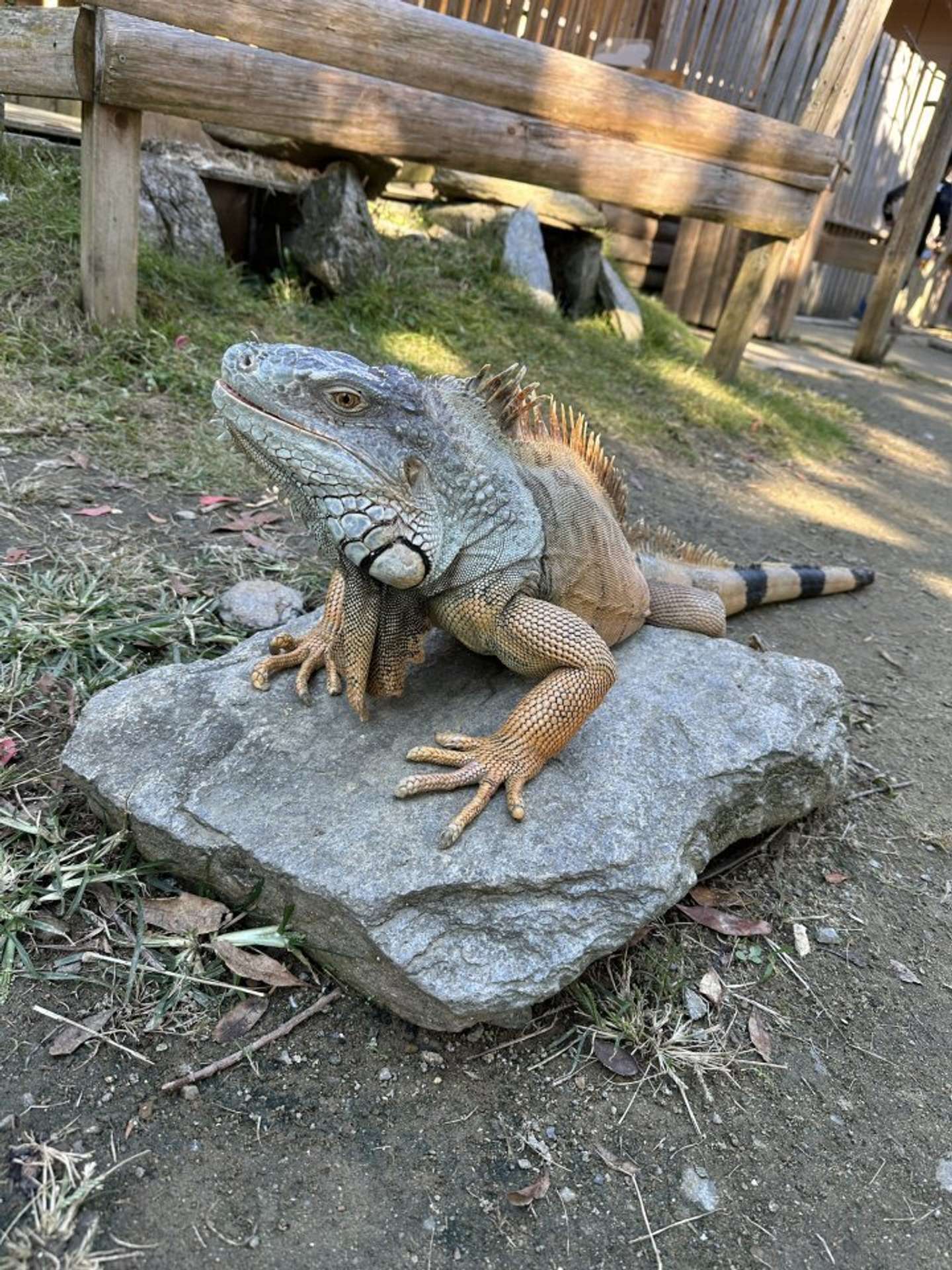 グリーンイグアナの「ジュラン」（画像は長崎バイオパーク公式Xアカウントより）