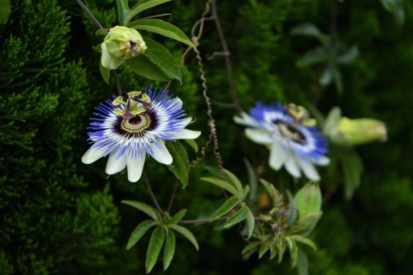 トケイソウの花（画像はphotoAC）