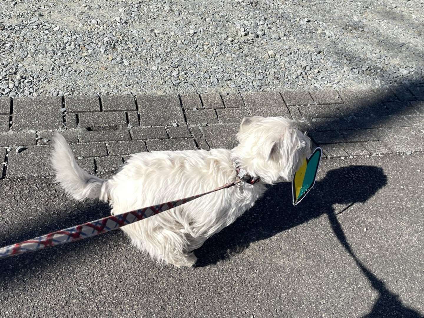 なぜ初心者マークを？（画像はもちもちたおち＠tao_westieさんの投稿より、再掲）