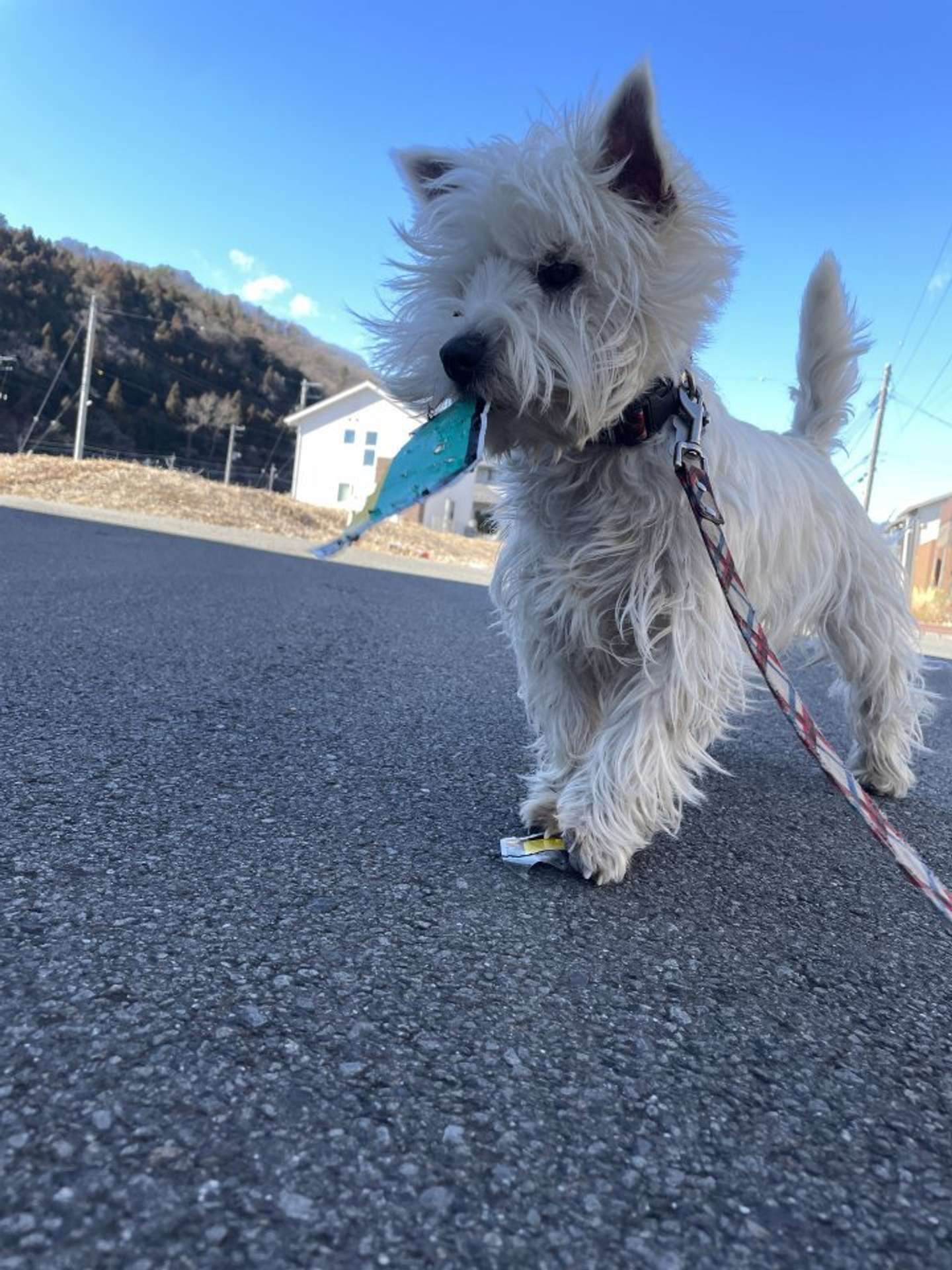 ウェスティのタオくん（画像はもちもちたおち＠tao_westieさんの投稿より）