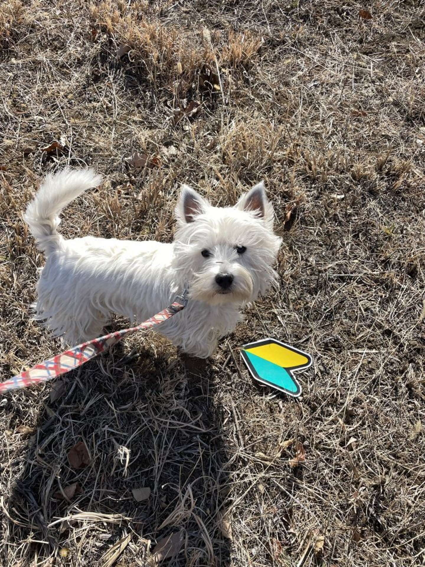 草むらで、はっけん！（画像はもちもちたおち＠tao_westieさんの投稿より）