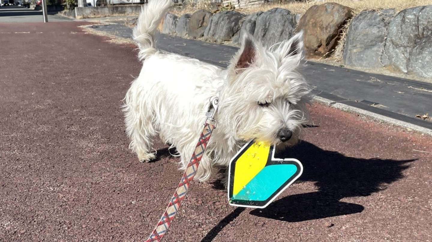 お持ち帰り、しました！（画像はもちもちたおち＠tao_westieさんの投稿より、編集部でトリミング）