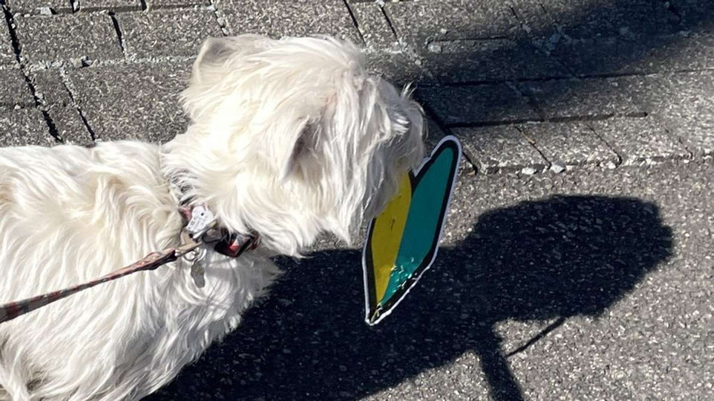 画像はもちもちたおち＠tao_westieさんの投稿より