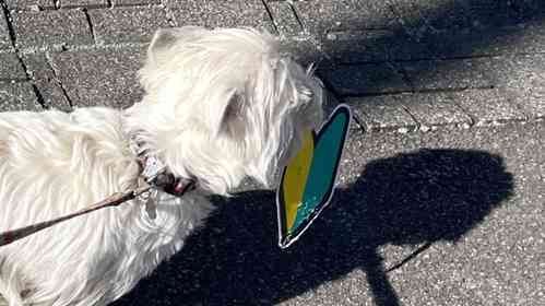 画像はもちもちたおち＠tao_westieさんの投稿より