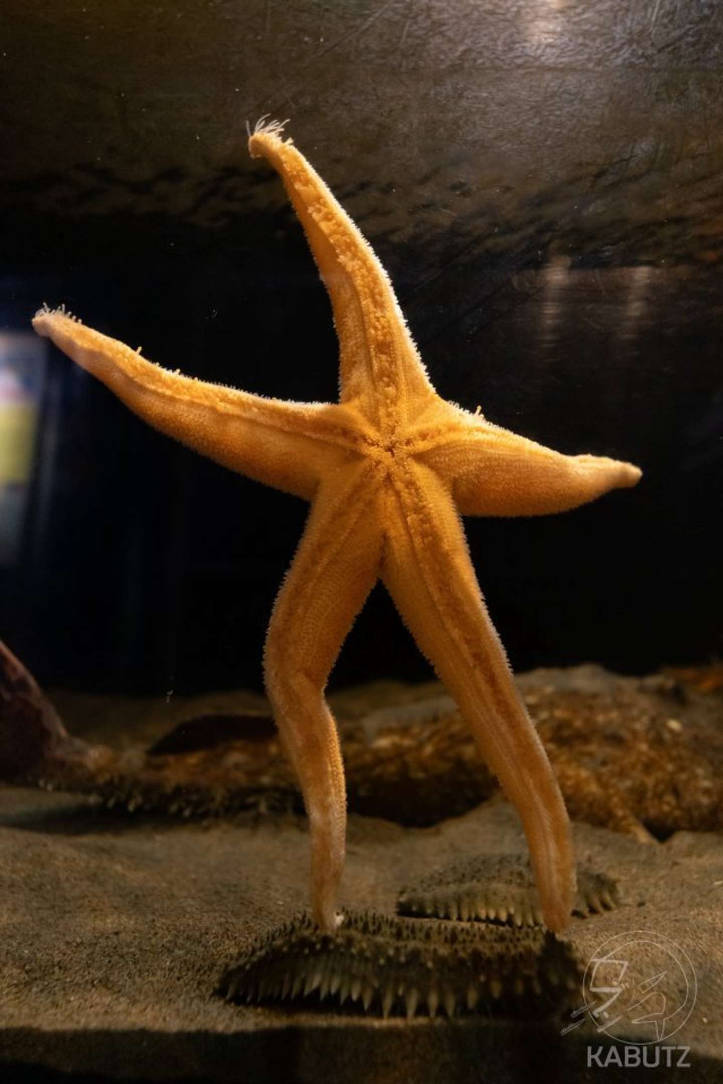 別の角度からの写真（画像はくるべに@curve_niさんの投稿より）