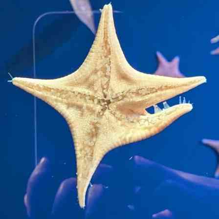 「大の字が基本の型だと...」　愛知・竹島水族館のヒトデは何故かアグレッシブ？副館長に真相を聞く