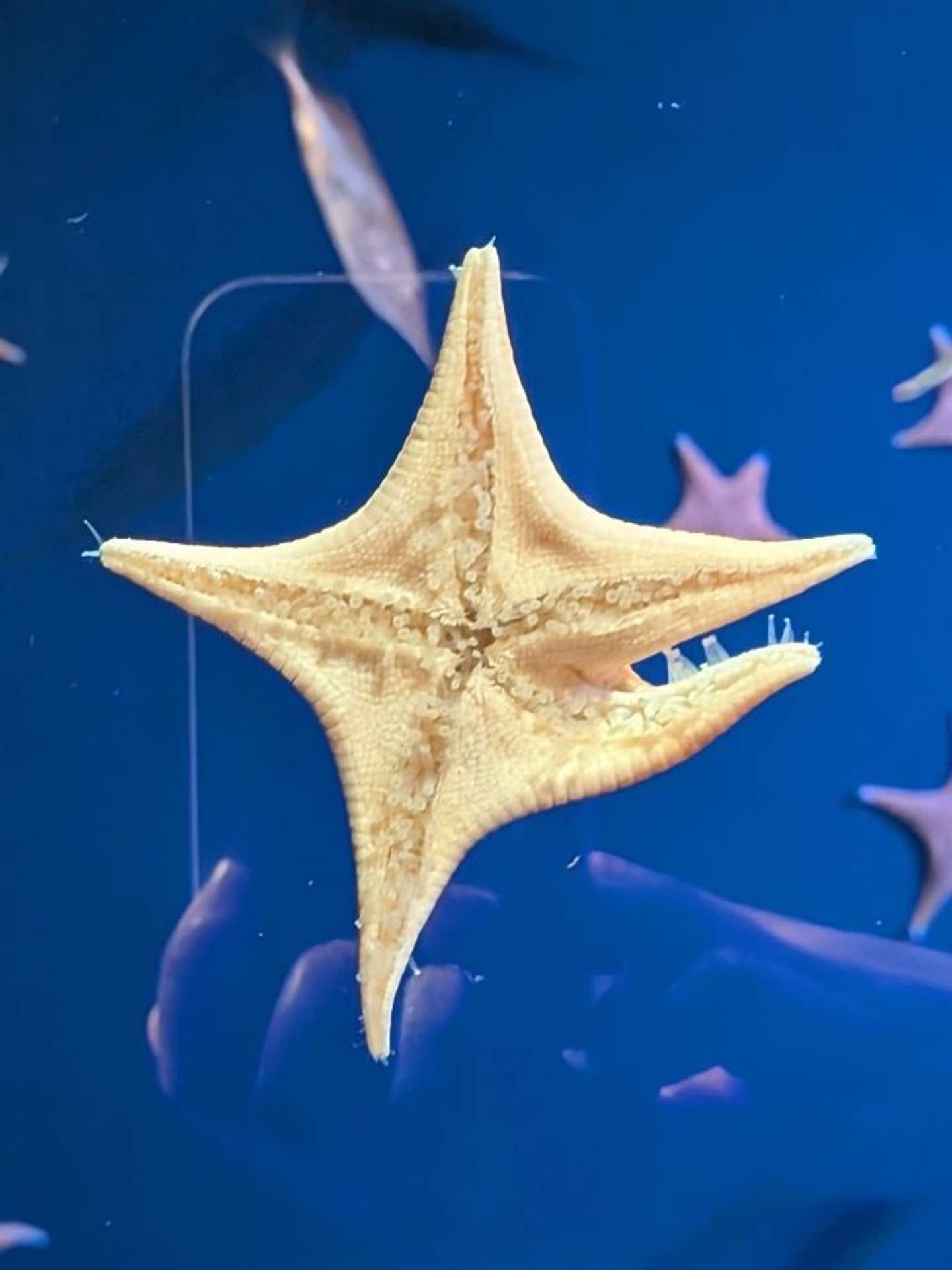 竹島水族館の公式アカウントより