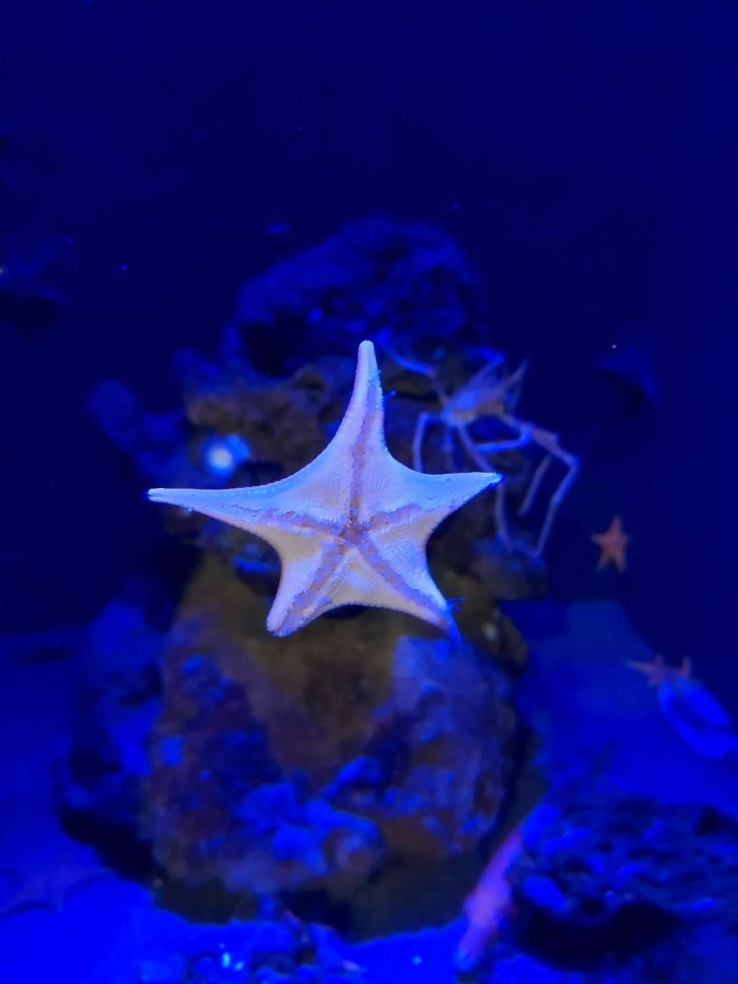 ウデナガゴカクヒトデ（写真提供：竹島水族館）