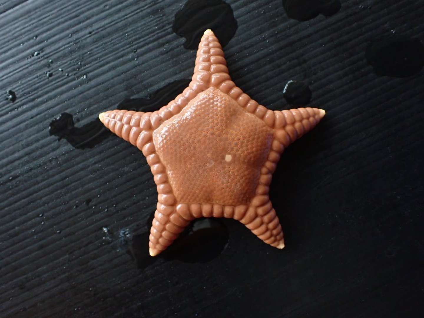 ヤマトイシダタミヒトデ（写真提供：竹島水族館）