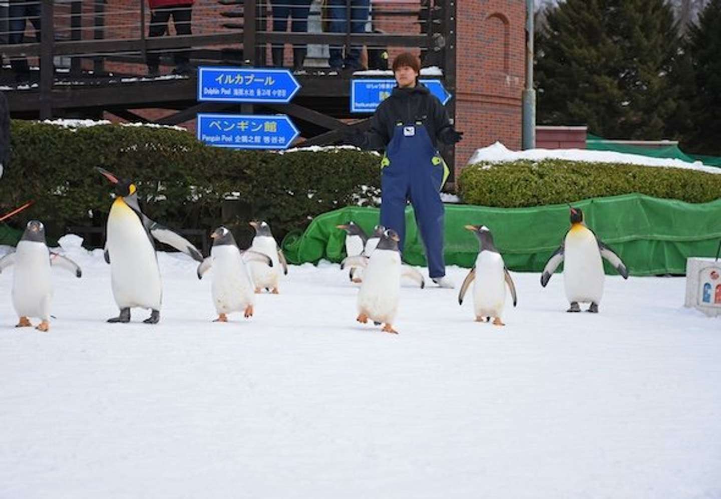 黄色足のジェンツーペンギンは、好奇心旺盛（写真提供：登別マリンパークニクス）