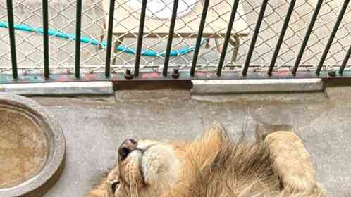 画像は周南市徳山動物園公式X＠TOKUYAMA_ZOOより