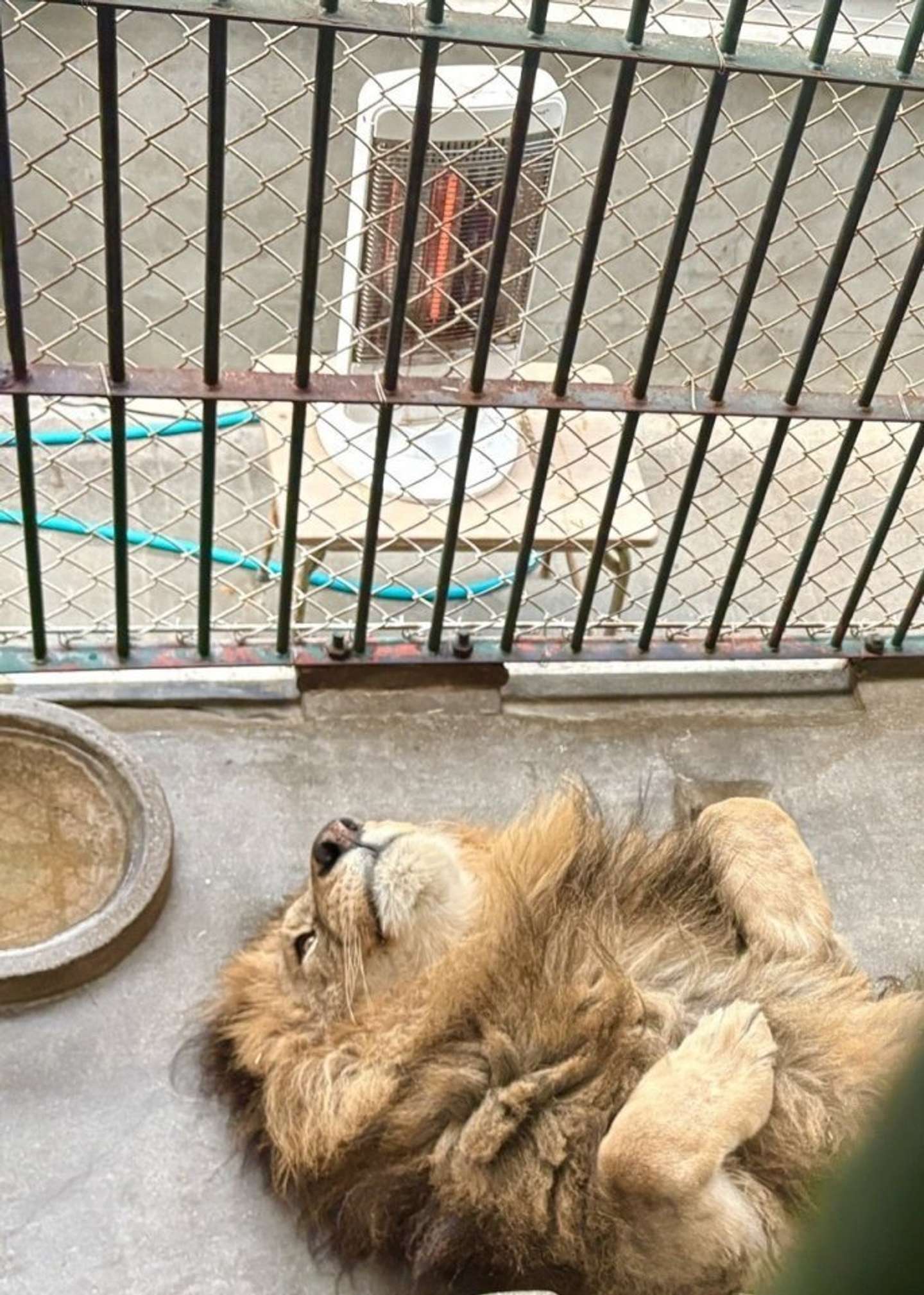 気持ちよさそう（画像は周南市徳山動物園公式Xより、再掲）