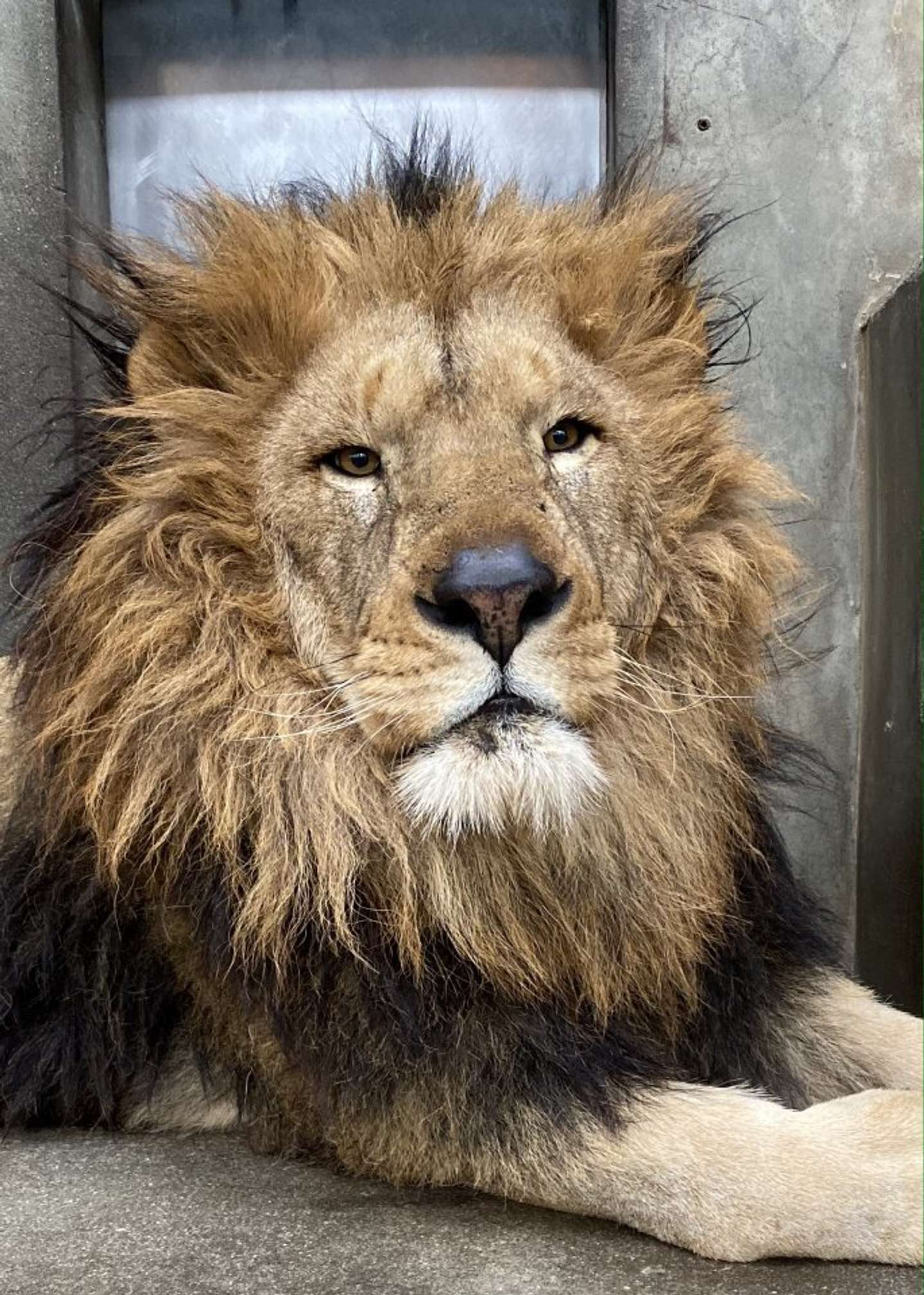 雄ライオンのリント（写真提供：周南市徳山動物園）