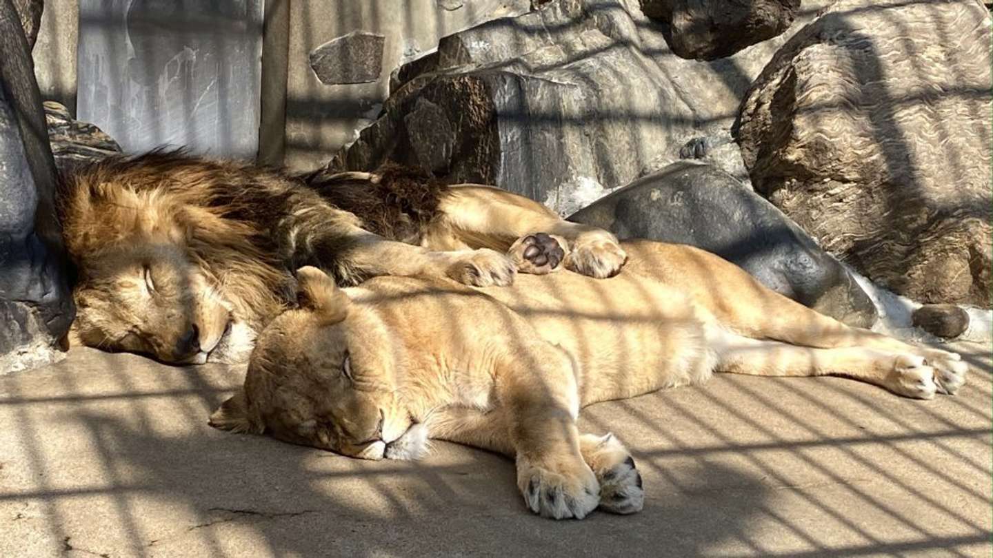 コウメに⾜を乗せて仲良くお昼寝するリント（写真提供：周南市徳山動物園）