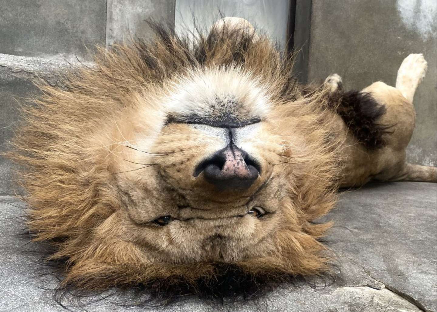 ひっくり返って寝るリント（写真提供：周南市徳山動物園）