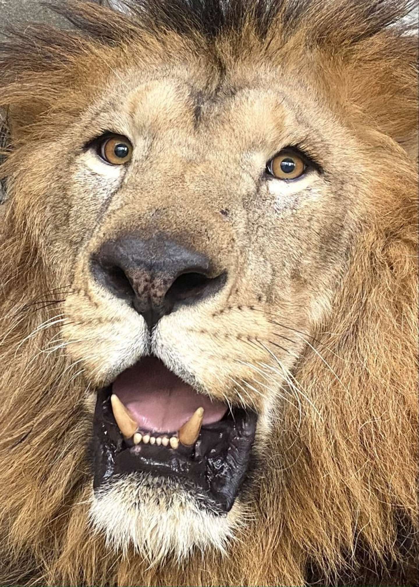 リントの表情（写真提供：周南市徳山動物園）