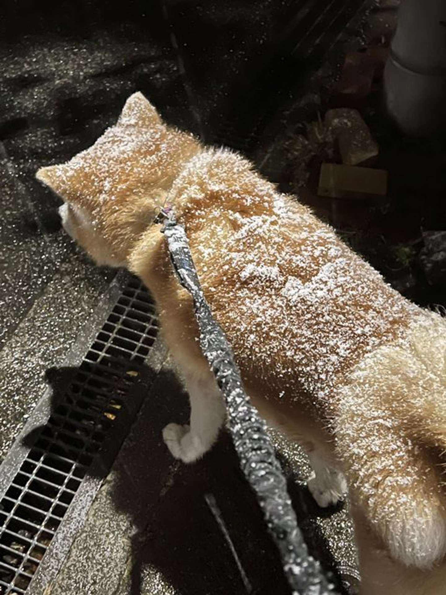 ほぼシューです（深海マザーのXアカウント（＠deepseaMOTHER）の投稿より）