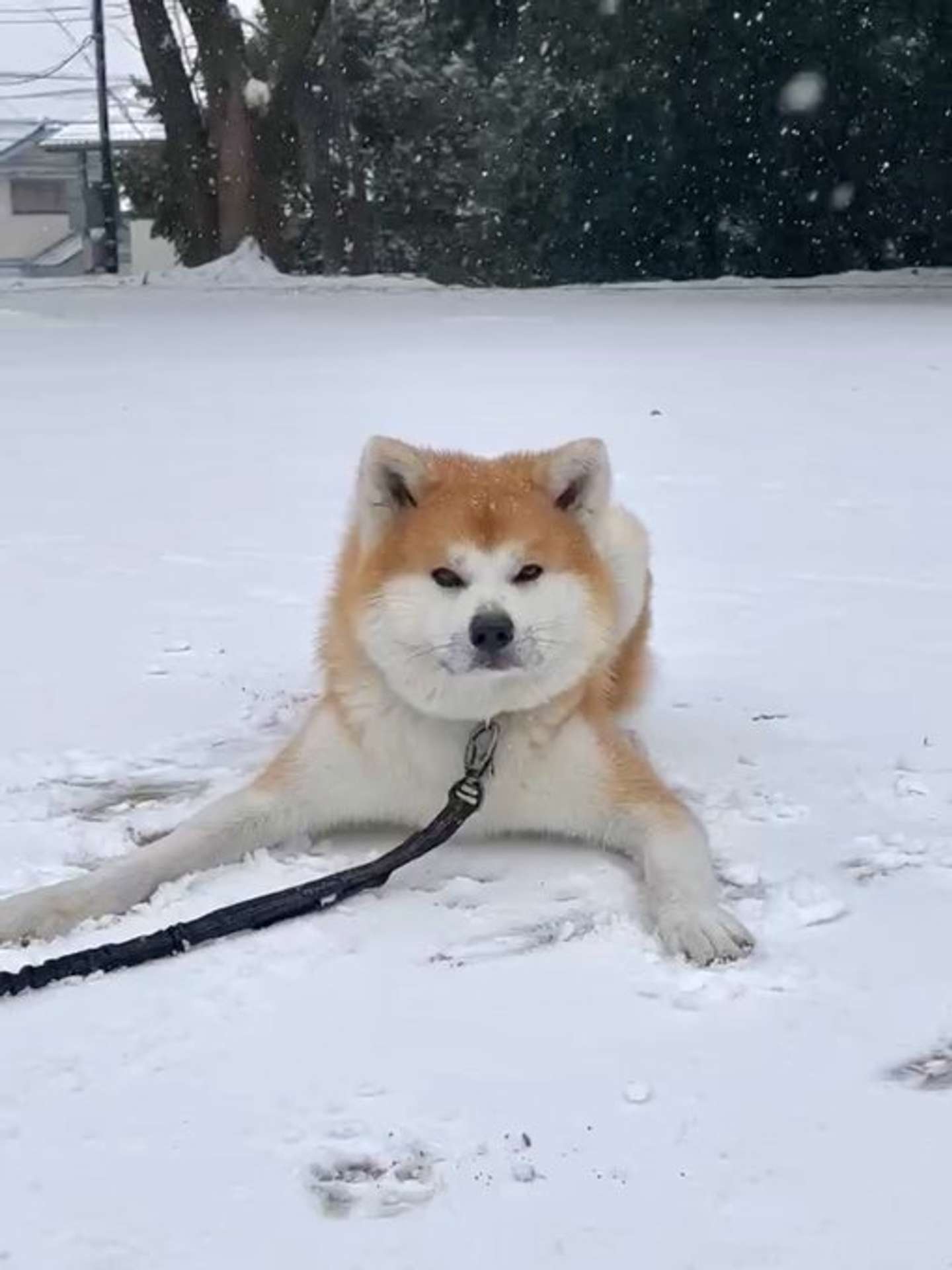 雪が大好きな龍くん（深海マザーのXアカウント（＠deepseaMOTHER）の投稿より）