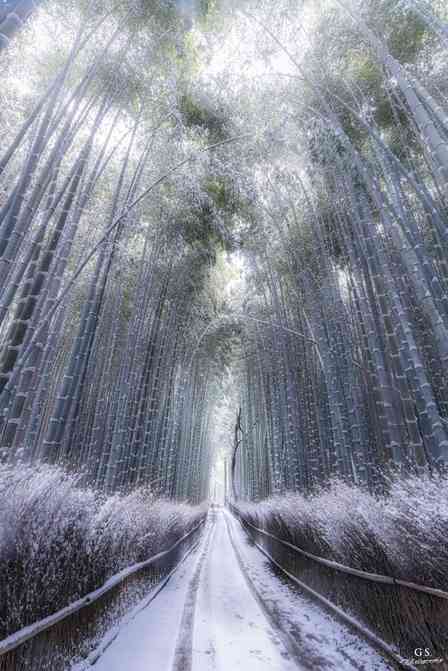 「やっぱり別格」「美しい...」　雪の京都で出会った〝静寂〟に6000人圧倒される