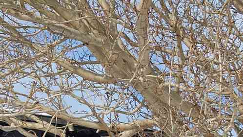 画像は＠shuttle_driveさんの投稿より