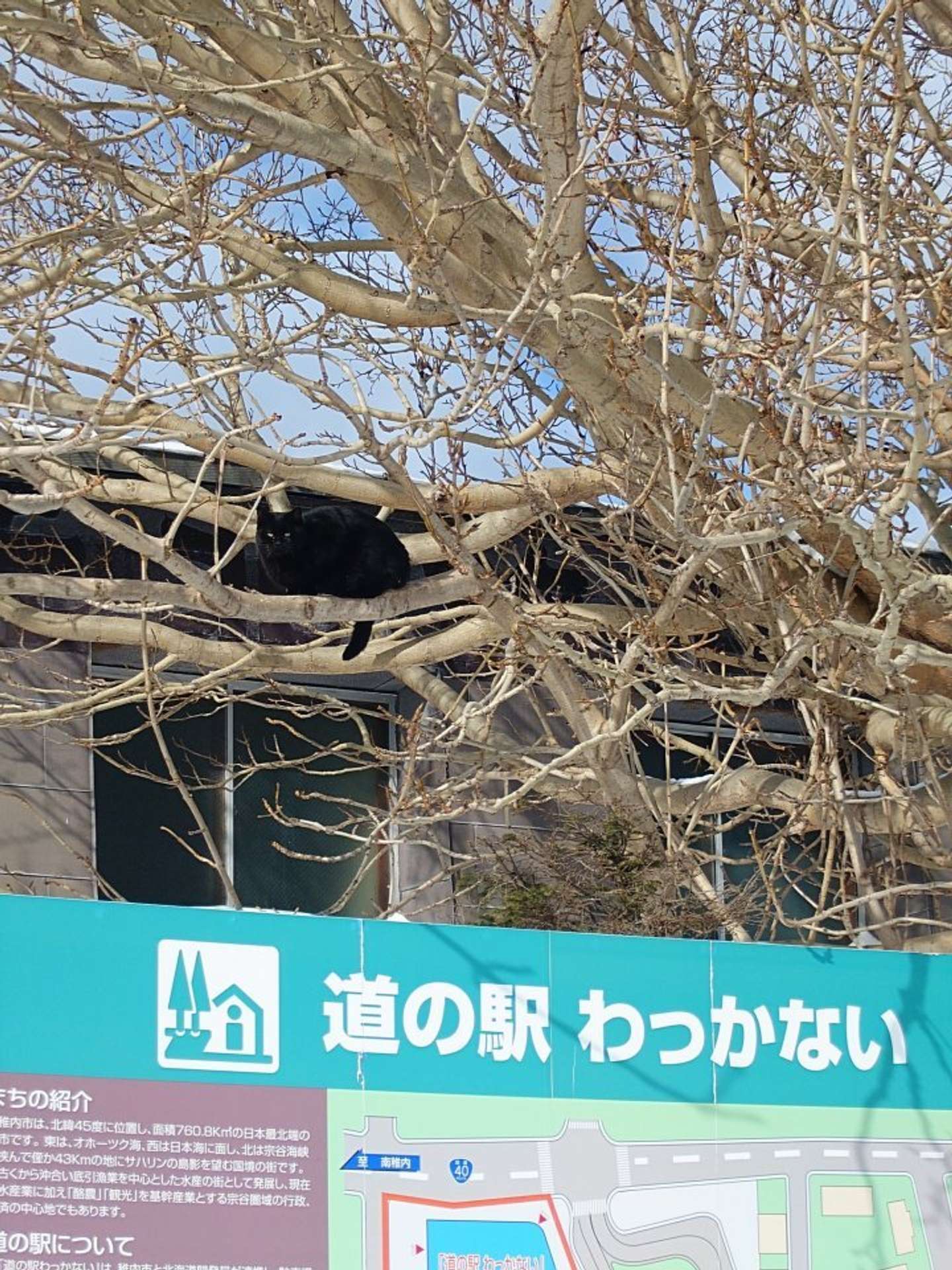 どこにいる？（画像は＠shuttle_driveさんの投稿より）