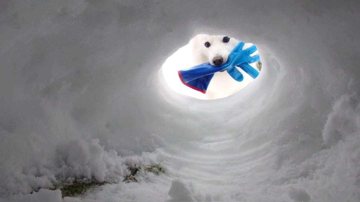 くーさんママ（＠kukuri_shibainu）さんの投稿より