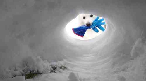 くーさんママ（＠kukuri_shibainu）さんの投稿より